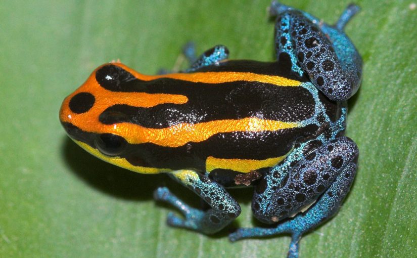 Poison Dart Frog