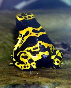 Poison Dart Frog