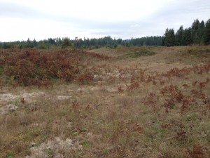 The Mima Mounds in Washington State. Photo by K. Carpenter