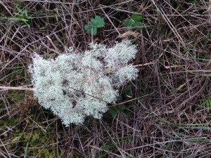 Reindeer Lichen at Mima Mounds in Washington State. Photo by K. Carpenter