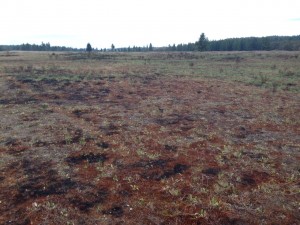 A burn site at Glacial Heritage Preserve. Photo by K. Carpenter