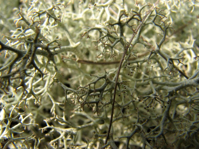 White Moss (Reindeer lichen)  Gwich'in Social & Cultural Institute