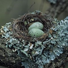 strong nest material