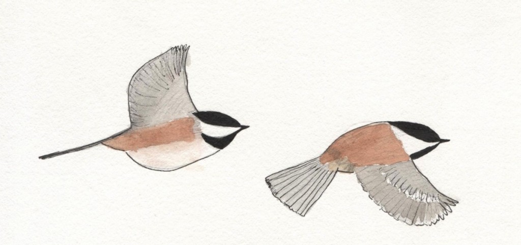 Chestnut-backed chickadee in flight, watercolor by Megan Lewis (inspired by the Sibley Guide to Birds of Western North America)