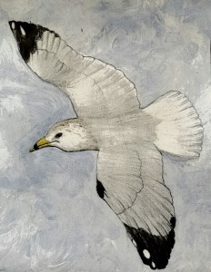 Ring-billed Gull in Flight by Melinda Craig
