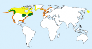 Yellow: Breeding Orange: Non-Breeding Green: Resident Common Loon Distribution by Stongey-Licensed under CC BY-SA 3.0 via Wikimedia Commons - 