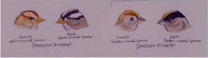 Distinguishing crest features of Golden-crowned Sparrow v. close relative White-crowned Sparrow.