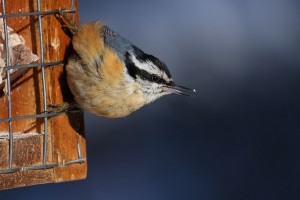 The Red-Breasted Nuthatch often feeds upside down on feeders.