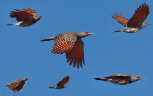 Red-shafted Northern Flicker in flight composite-1