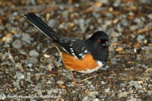 Spotted-Towhee30888