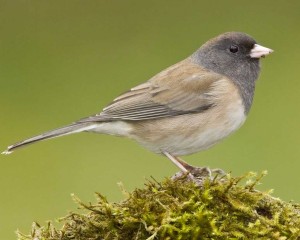http://birds.audubon.org/birds/dark-eyed-junco