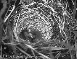 Hatchlings in nest: Anchorage Alaska