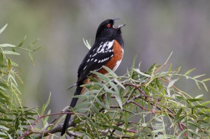 spotted_towhee_800w
