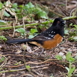 towhee-spotted-1-600x600