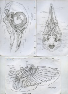 Skeletal Anatomy - Joelle Montez