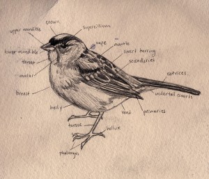 Golden-crowned Sparrow Topography- Joelle Montez