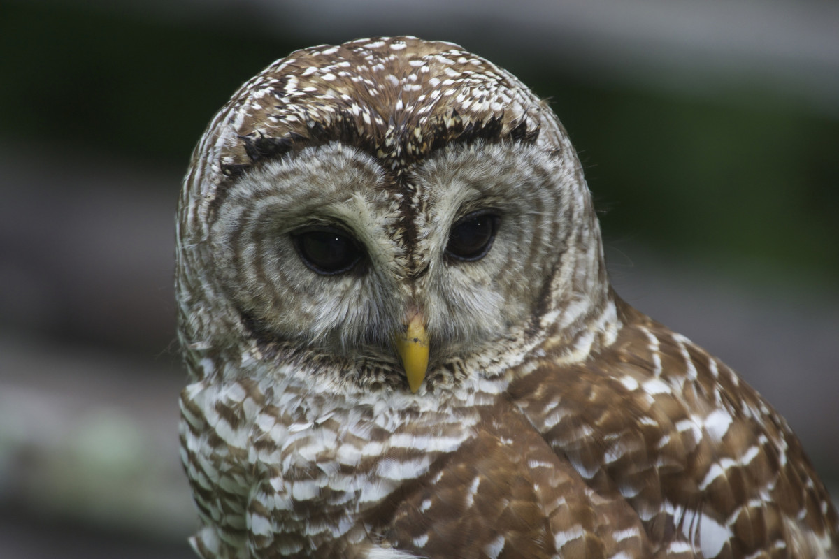 Barred Owl