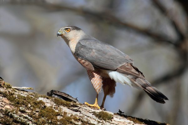 Image of a Cooper's Hawk on a tree branch.