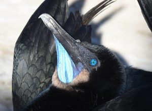 Cormorant mating display