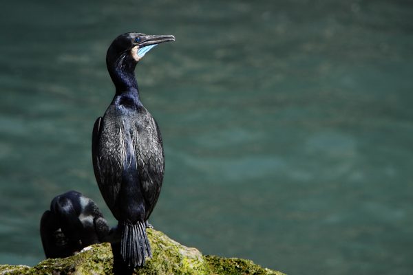 Brandt's Cormorant near water