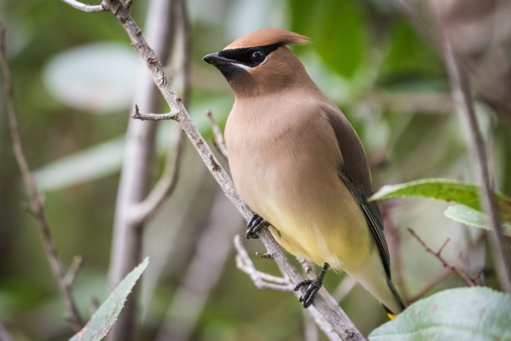 Cedar Waxwing