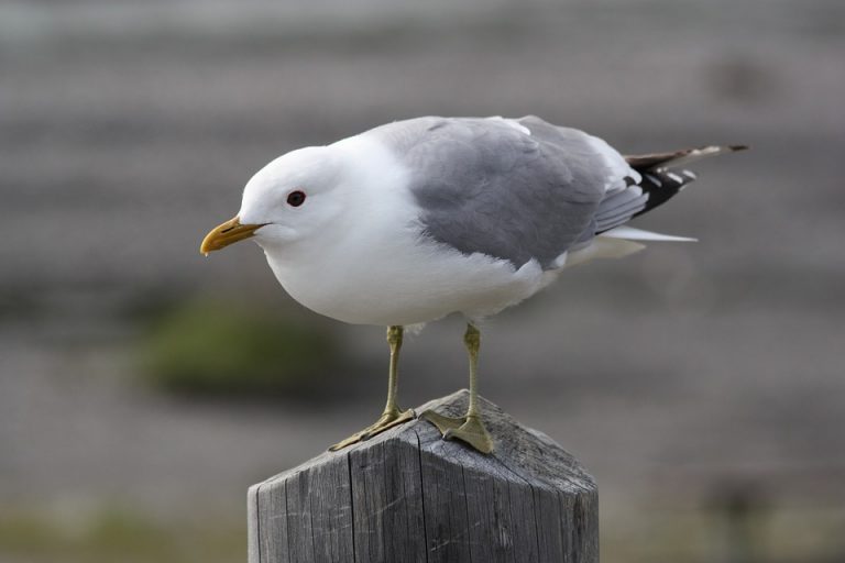 Mew Gull