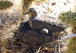 A mother mourning dove sits in a nest in a cactus with her two chicks