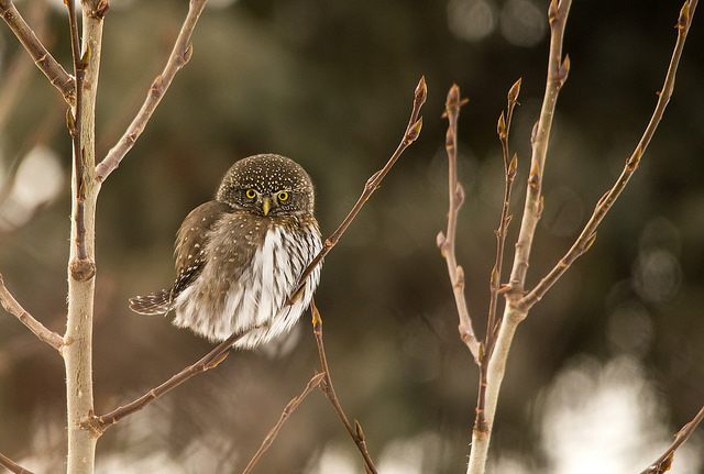 Northern Pygmy Owl on a branch in bright light.