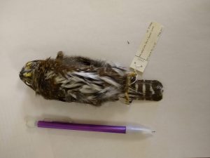 Northern Pygmy-Owl with purple mechanical pencil for scale. The owl is barely longer than the pencil.