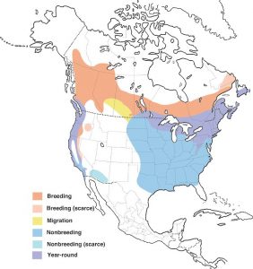 Map of North America with average Purple Finch distribution across the continent.