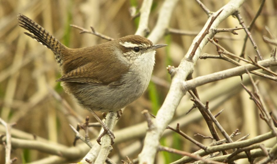 A Bewick's wren perched on a leafless shrub