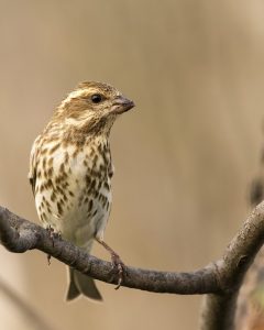 Front view of female Purple Finch