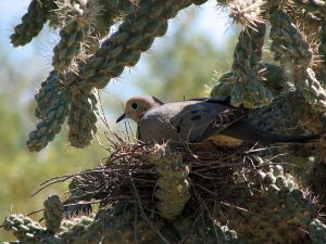 mourning dove in nest on a cactus
