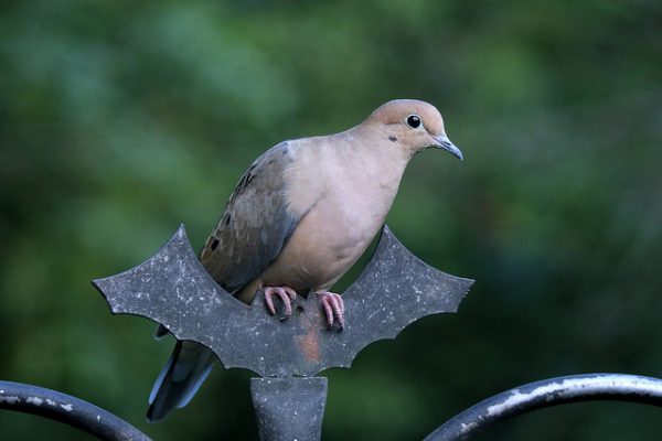 Mourning dove perched on a wrought iron fence