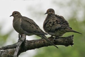 A pair of mourning doves on a branch, one has its feathers ruffled up