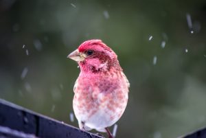 Front view of Purple Finch