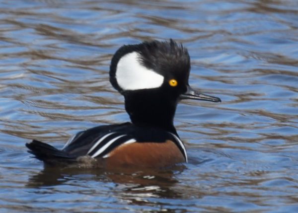 A Hooded Merganser floating in some water with one eye facing the viewer.
