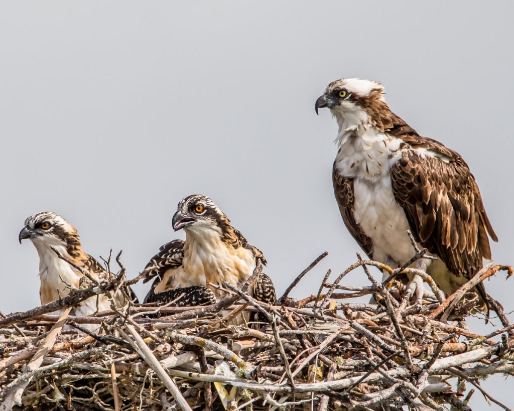 A Female Osprey and her Chicks.