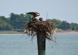 An osprey nest upon a man-made platform.