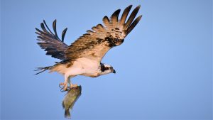 An osprey carrying a fish.