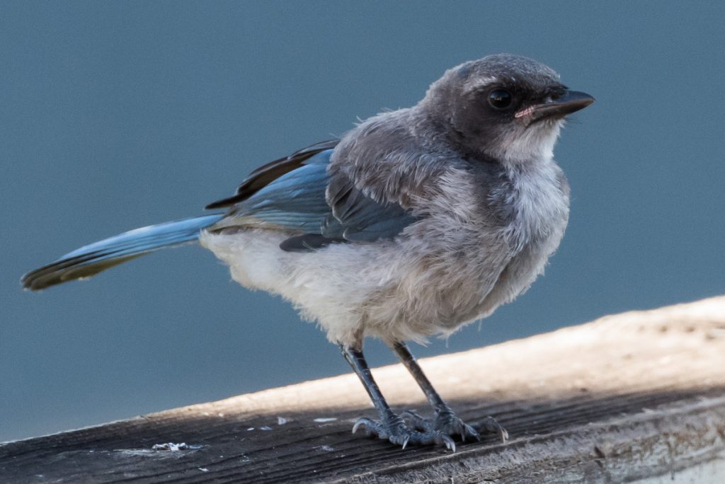 California ScrubJay
