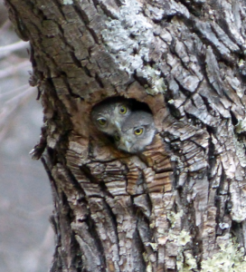 Two owlets peek out of a cavity in a tree trunk.