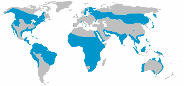 osprey bird range