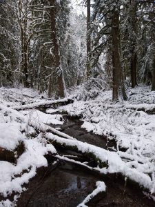 Snow is piled up on logs and compressing the bushes. The creek flows unfrozen down the center of the image.