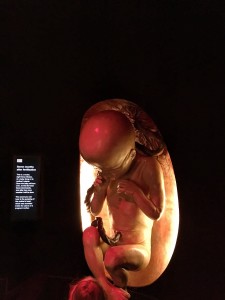 In the Womb Exhibit-Natural History Museum 