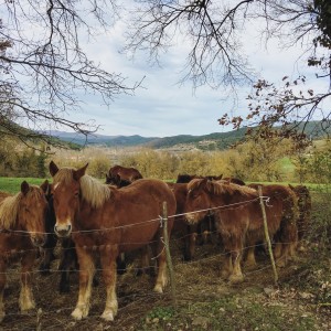 Horses at Larrasoaña