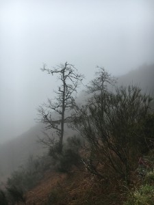 Foggy day in the mountains of Galicia. 
