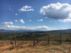 Vineyards, mountains and blue skies