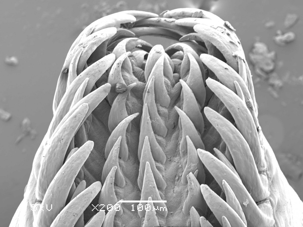 Cephalopod Radula under the SEM an ongoing undergraduate advanced