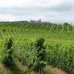 Organic, Farm, Soil, Clean Dirt, Affordable